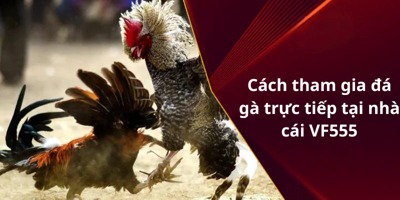 Cách tham gia đá gà trực tiếp tại nhà cái VF555