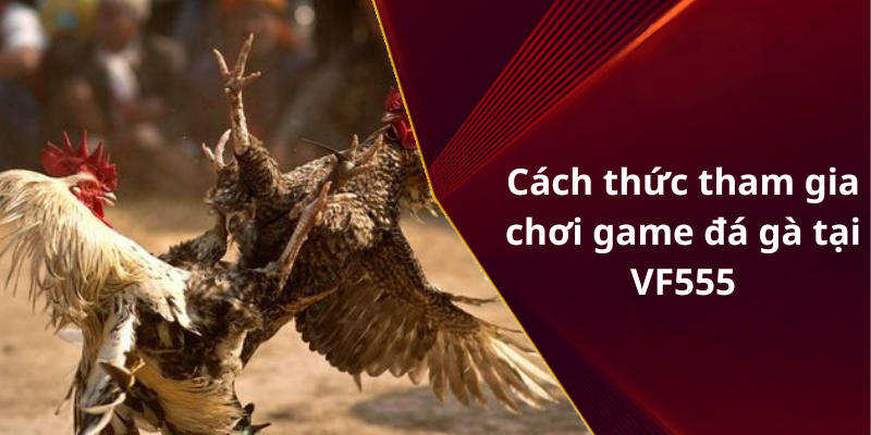 Cách thức tham gia chơi game đá gà tại VF555